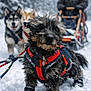 dog, sled_dog, harness, snow, winter, sled, musher, forest, outdoor, cold, canine, team, animal, boots, leash, fur, active, adventure, winter_clothing, snowy_landscape