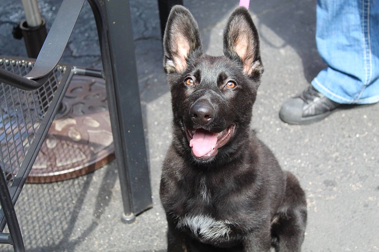 Kahlia joined the competition — help win amazing prizes! belgian_shepherd, belgian_shepherd_malinois, canidae, carnivore, dog, dog_breed, dutch_shepherd_dog, east_european_shepherd, formosan_mountain_dog, german_shepherd_dog, kai_ken, king_shepherd, kunming_wolfdog, mammal, police_dog, rare_breed_dog, shiloh_shepherd_dog, snout, vertebrate