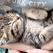 Sonya joined the competition — help win amazing prizes! animal, arm, cat, closeup, clothing, cozy, cute, domestic, fur, hand, kitten, nap, person, pet, relaxing, sleeping, soft, tabby, text, young