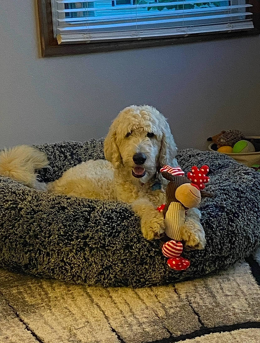 Bruno is registered to the contest to win money with this photo: blue, carnivore, comfort, companion_dog, couch, dog, dog_breed, fawn, flooring, fur, interior_design, linens, living_room, picture_frame, room, stuffed_toy, textile, toy, toy_dog, window_blind