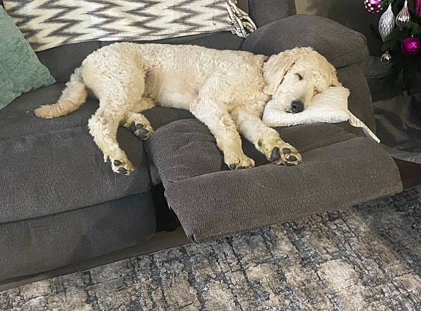Bruno joined the competition — help win amazing prizes! ball, canidae, carnivore, comfort, companion_dog, dog, dog_breed, fawn, felidae, flooring, fur, labradoodle, non_sporting_group, paw, retriever, sporting_group, street_dog, studio_couch, tail, working_animal