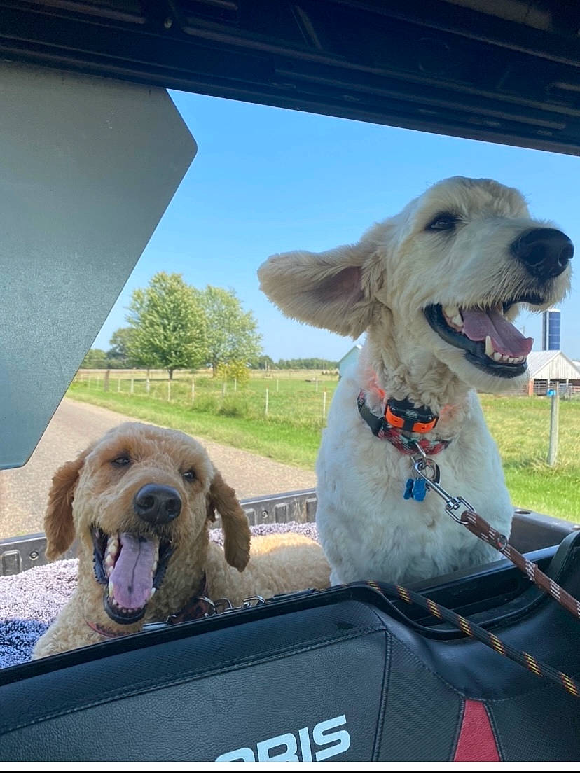 Bruno joined the competition — help win amazing prizes! automotive_exterior, automotive_mirror, car, car_seat_cover, carnivore, collar, companion_dog, dog, dog_breed, fawn, leisure, mammal, plant, sky, snout, travel, vehicle, vehicle_door, vertebrate, windshield