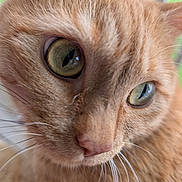 Ava joined the competition — help win amazing prizes! cat, close_up, orange_tabby, green_eyes, whiskers, fur, pet, animal, indoor, curious, portrait, soft_light, nature_background, face, cute, feline, mammal, domestic_cat, focus, texture