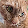cat, close_up, orange_tabby, green_eyes, whiskers, fur, pet, animal, indoor, curious, portrait, soft_light, nature_background, face, cute, feline, mammal, domestic_cat, focus, texture