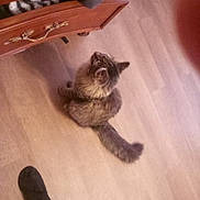 Mr Kitty is registered to the contest to win money with this photo: animal, brown, cat, cords, curious, domestic, drawer, dresser, feline, flooring, fluffy, foot, furniture, home, indoor, long_tail, looking_up, pet, tabby, wooden_floor