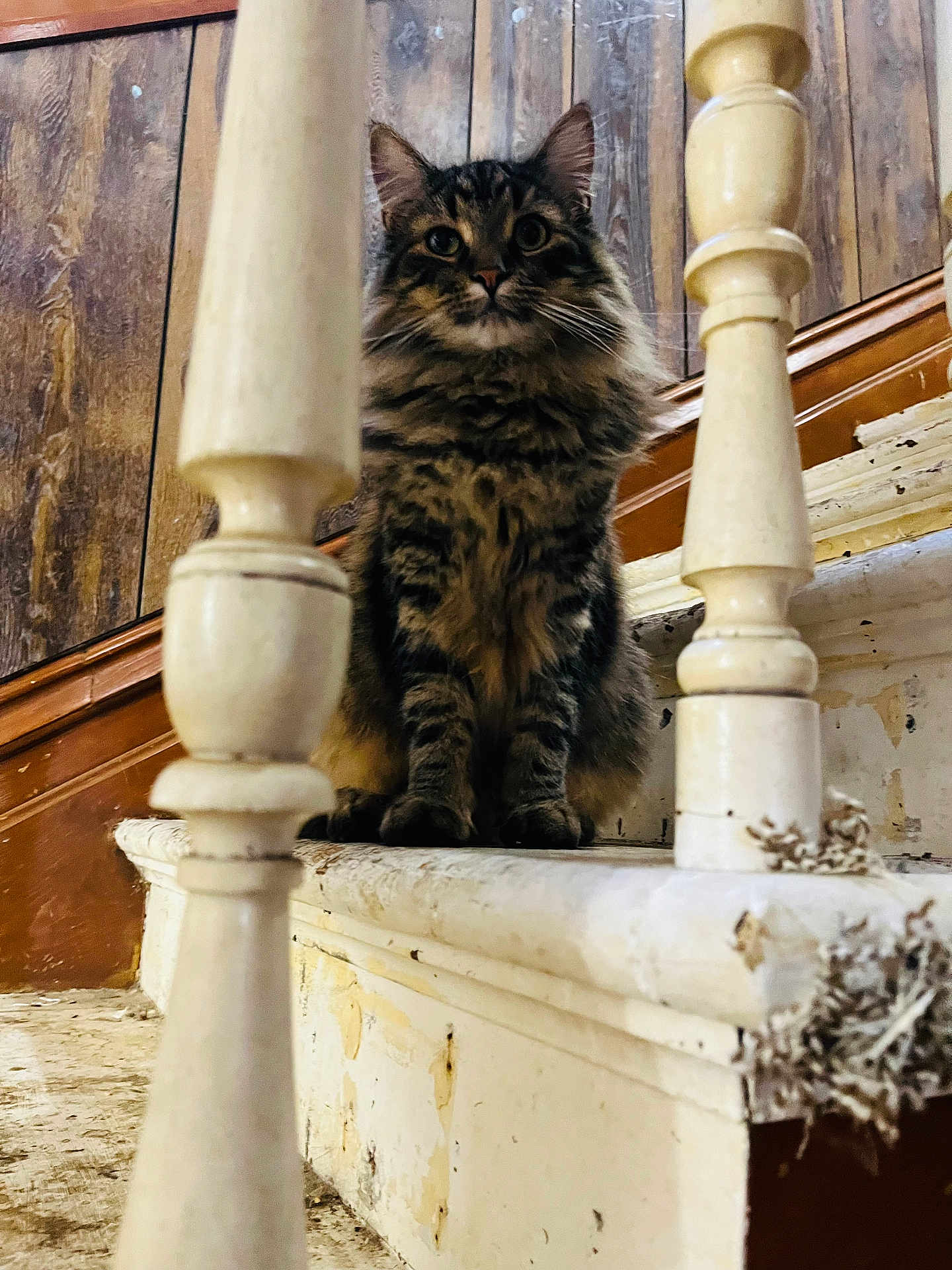 Mr Kitty joined the competition — help win amazing prizes! animal, balusters, cat, closeup, curious, domestic, feline, fluffy, fur, indoor, looking, old_house, pet, portrait, quiet, sitting, staircase, tabby, vintage, wooden_wall