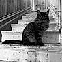 Mr Kitty joined the competition — help win amazing prizes! animal, black_and_white, cat, curious, door, feline, floor, indoor, long_hair, paint_chipped, pet, portrait, railing, shadow, sitting, stairs, striped, texture, vintage, wood_paneling