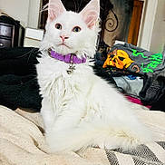 Amira joined the competition — help win amazing prizes! animal, bed, bell, blanket, cat, close_up, cozy, cushion, fluffy, green_eyes, home, indoors, kitten, long_hair, pet, pink_nose, portrait, purple_collar, sitting, white_fur