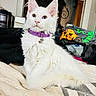 animal, bed, bell, blanket, cat, close_up, cozy, cushion, fluffy, green_eyes, home, indoors, kitten, long_hair, pet, pink_nose, portrait, purple_collar, sitting, white_fur