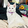 Amira is registered to the contest to win money with this photo: alert, animal, bed, bedroom, blanket, blue_eyes, cat, close_up, cute, feline, fluffy, indoors, kitten, long_hair, pet, portrait, purple_collar, sitting, whiskers, white_cat