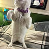 Amira joined the competition — help win amazing prizes! bed, bedroom, blanket, cat, collar, cute, fluffy, indoors, long_hair, mirror, pet, photograph, plaid, purple_collar, reflection, selfie, standing, whiskers, white_cat, woman
