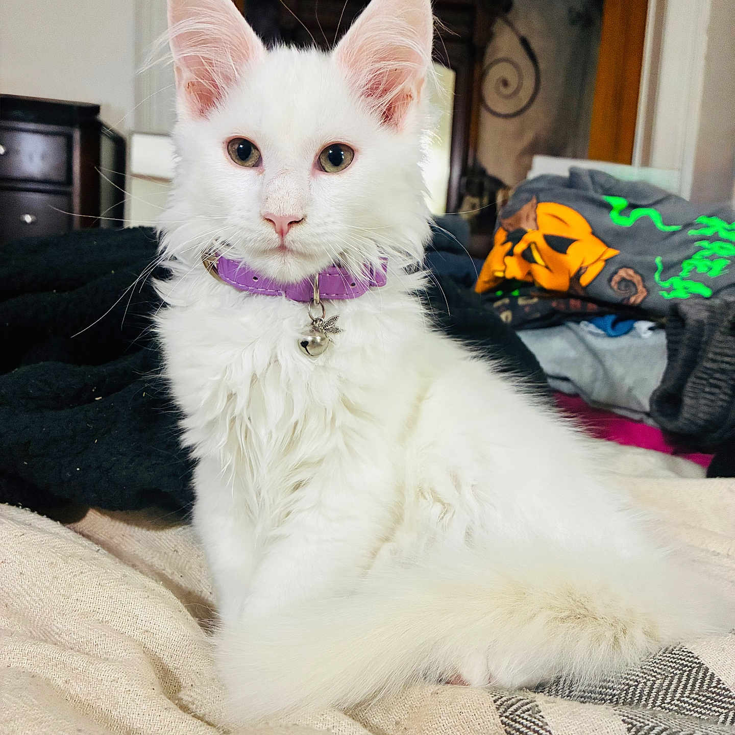 Amira