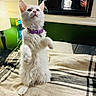 animal, bed, bedroom, blanket, cat, ears, fluffy, indoor, longhaired, mirror, person, pet, pink_nose, portrait, purple_collar, reflection, standing, upright, whiskers, white_cat
