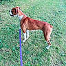 animal, boxer, brown_and_white, canine, collar, daylight, dog, garden, grass, lawn, leash, nature, outdoor, park, pet, portrait, profile, short_hair, side_view, standing