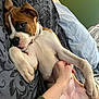 animal, bed, blanket, boxer, collar, cute, dog, ears, fur, hand, human_interaction, indoor, lying_down, nose, paw, pet, pillow, puppy, relaxed, resting