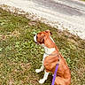 alert, animal, brown_and_white, bulldog, collar, companion, daylight, dog, grass, leash, outdoor, pet, profile, purple_leash, road, roadside, sitting, summer, vegetation, walk