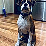 attentive, bell, brown_and_white, closeup, collar, cute, dog, domestic_animal, hardwood_floor, home_interior, indoor, kitchen, looking_up, paws, pet, portrait, puppy, refrigerator, sitting, wood_grain_floor