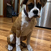 Emma joined the competition — help win amazing prizes! bell, boxer, brown_white, cardboard_box, close_up, collar, curious_expression, dog, door, floor_reflection, hardwood_floor, home, indoor, kitchen, paws, pet, portrait, puppy, refrigerator, sitting