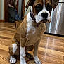 bell, boxer, brown_white, cardboard_box, close_up, collar, curious_expression, dog, door, floor_reflection, hardwood_floor, home, indoor, kitchen, paws, pet, portrait, puppy, refrigerator, sitting