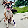 animal, background_dog, boxer, brown_and_white, building, collar, dog, floppy_ears, grass, leash, open_mouth, outdoor, park, person, pet, portrait, sidewalk, sitting, tongue_out, tree