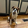Emma joined the competition — help win amazing prizes! animal, boxer, brown_and_white, cabinet, canine, collar, companion, curious, dog, floor_vent, hardwood_floor, indoor, kitchen, looking_up, paws, pet, portrait, puppy, sitting, young