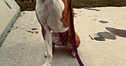 Emma is registered to the contest to win money with this photo: animal, brown_and_white, candid, dog, grass, harness, high_five, hind_legs, leash, motion_blur, outdoor, park, paw, people, pet, playful, raised_paw, sidewalk, standing, tree