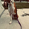 animal, brown_and_white, candid, dog, grass, harness, high_five, hind_legs, leash, motion_blur, outdoor, park, paw, people, pet, playful, raised_paw, sidewalk, standing, tree