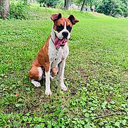 Emma is registered to the contest to win money with this photo: dog, boxer, pet, sitting, tongue_out, happy, outdoor, park, grass, trees, nature, brown_and_white, collar, leash, portrait, canine, animal, playful, sunlight, backyard