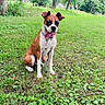 dog, boxer, pet, sitting, tongue_out, happy, outdoor, park, grass, trees, nature, brown_and_white, collar, leash, portrait, canine, animal, playful, sunlight, backyard