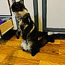 animal, black, brown, cabinet, cat, collar, curious, domestic_animal, feline, fur, household, indoor, kitchen, mammal, open_drawer, pet, playful, standing, tail, wooden_floor