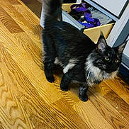 Zoriah joined the competition — help win amazing prizes! animal, black_fur, cabinet, cat, curious, domestic_animal, ears, feline, flooring, gray_fur, home_interior, indoor, long_fur, open_drawer, pet, purple_strap, tail, whiskers, wooden_floor, yellow_eyes