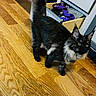 animal, black_fur, cabinet, cat, curious, domestic_animal, ears, feline, flooring, gray_fur, home_interior, indoor, long_fur, open_drawer, pet, purple_strap, tail, whiskers, wooden_floor, yellow_eyes