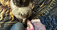 Zoriah is registered to the contest to win money with this photo: animal, bedspread, black, cat, clothing, cozy, denim, fabric, feline, fluffy, gray, home, human_leg, indoor, looking_up, patterned, pet, resting, soft_texture, yellow_eyes