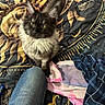 animal, bedspread, black, cat, clothing, cozy, denim, fabric, feline, fluffy, gray, home, human_leg, indoor, looking_up, patterned, pet, resting, soft_texture, yellow_eyes