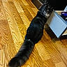 animal, black_cat, cabinet, cat, curiosity, curious, domestic, drawer, exploration, feline, floor, fluffy_tail, furniture, home, indoor, kitchen, looking, open_drawer, pet, wooden_floor