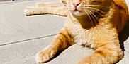 Titi participe au concours pour gagner de l'argent avec cette photo : cat, orange_tabby, sunlight, concrete_floor, lounging, relaxed, pet, animal, whiskers, ears, feline, curious, domestic_cat, indoor, shadow, resting, cute, mammal, calm, closeup