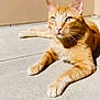 cat, orange_tabby, sunlight, concrete_floor, lounging, relaxed, pet, animal, whiskers, ears, feline, curious, domestic_cat, indoor, shadow, resting, cute, mammal, calm, closeup