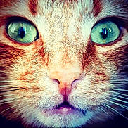 Titi participe au concours pour gagner de l'argent avec cette photo : cat, close_up, face, green_eyes, whiskers, fur, nose, pet, animal, muzzle, portrait, tabby, orange_cat, domestic_cat, feline, cute, eyes, macro, expression, closeup