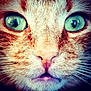 cat, close_up, face, green_eyes, whiskers, fur, nose, pet, animal, muzzle, portrait, tabby, orange_cat, domestic_cat, feline, cute, eyes, macro, expression, closeup