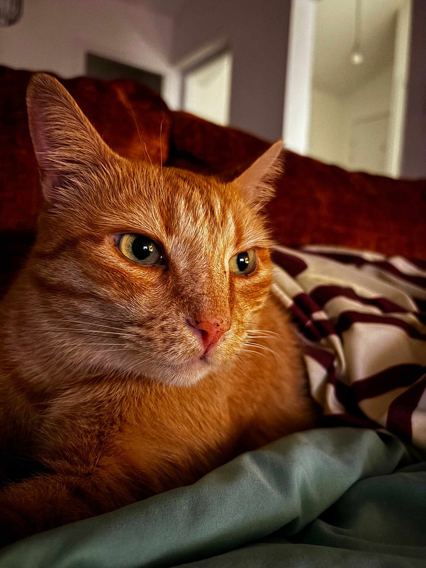 Titi