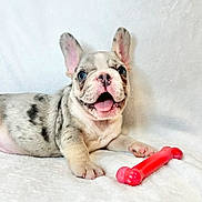 Stitch joined the competition — help win amazing prizes! puppy, dog, french_bulldog, toy, bone, white_blanket, cute, playful, pet, animal, ears, tongue, lying_down, happy, smiling, indoor, young, closeup, fur, blue_eyes