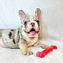 puppy, dog, french_bulldog, toy, bone, white_blanket, cute, playful, pet, animal, ears, tongue, lying_down, happy, smiling, indoor, young, closeup, fur, blue_eyes
