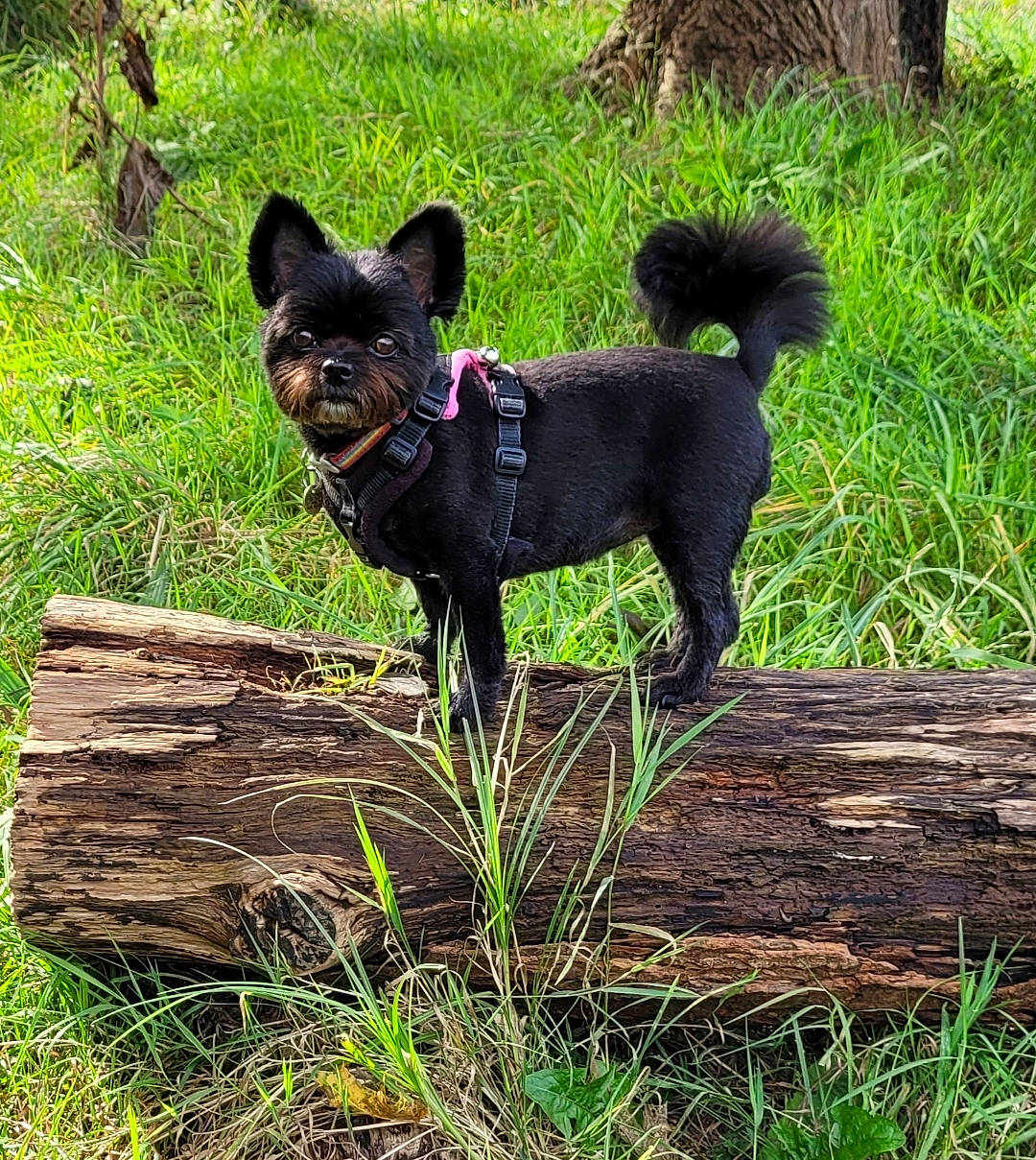 Fleur joined the competition — help win amazing prizes! art, canidae, carnivore, collar, companion_dog, dog, dog_breed, dog_supply, fawn, grass, groundcover, pet_supply, plant, snout, sporting_group, tail, terrestrial_animal, wood, working_animal, working_dog