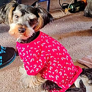 Knute is registered to the contest to win money with this photo: animal, candy_cane_pattern, carpet, clothing, curious, cute, dog, domestic, floor, fur, furry, household_items, indoor, looking, pet, portrait, red_shirt, shoes, sitting, small_dog