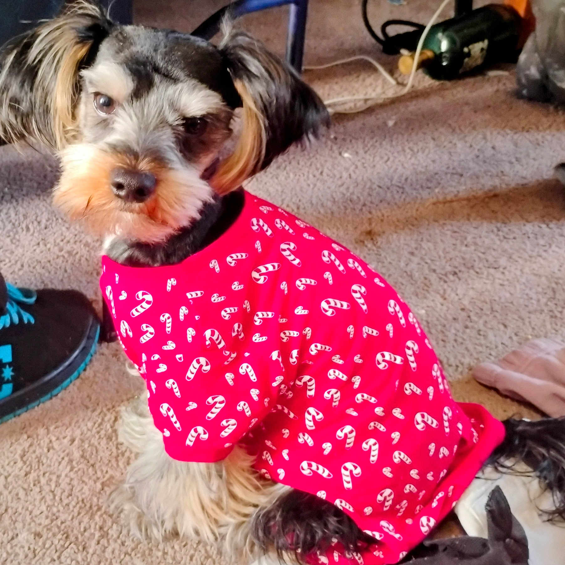 Knute is registered to the contest to win money with this photo: animal, candy_cane_pattern, carpet, clothing, curious, cute, dog, domestic, floor, fur, furry, household_items, indoor, looking, pet, portrait, red_shirt, shoes, sitting, small_dog