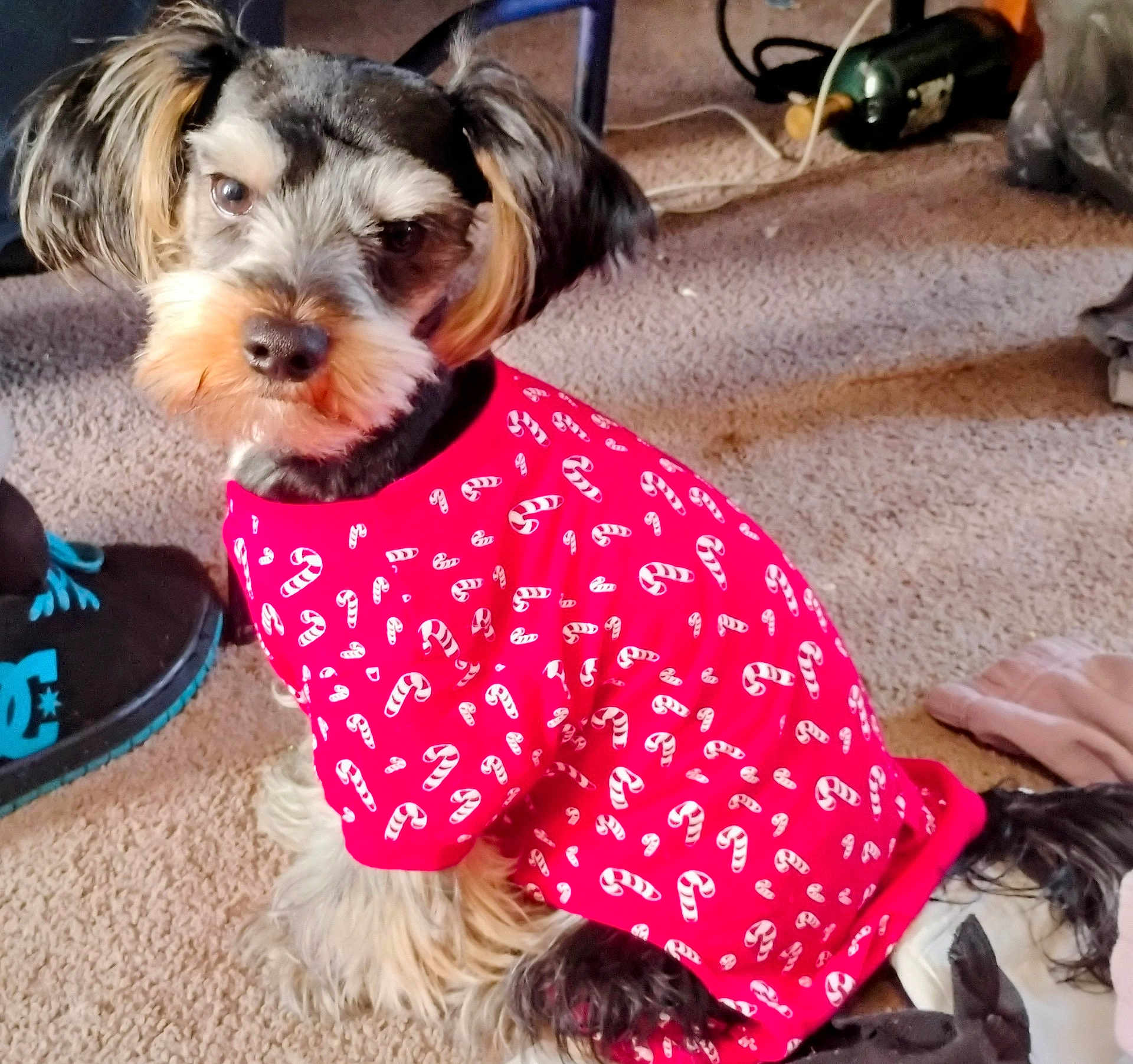 Knute is registered to the contest to win money with this photo: animal, candy_cane_pattern, carpet, clothing, curious, cute, dog, domestic, floor, fur, furry, household_items, indoor, looking, pet, portrait, red_shirt, shoes, sitting, small_dog