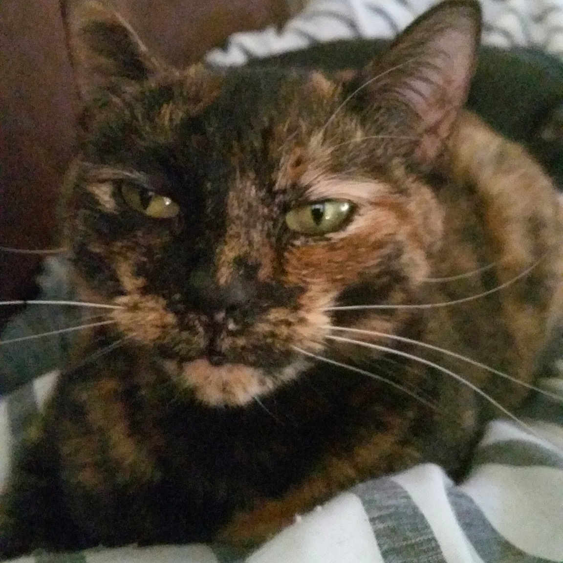 Nala is registered to the contest to win money with this photo: american_shorthair, asian, carnivore, cat, domestic_short_haired_cat, dragon_li, european_shorthair, felidae, german_rex, kitten, mammal, small_to_medium_sized_cats, tabby_cat, whiskers