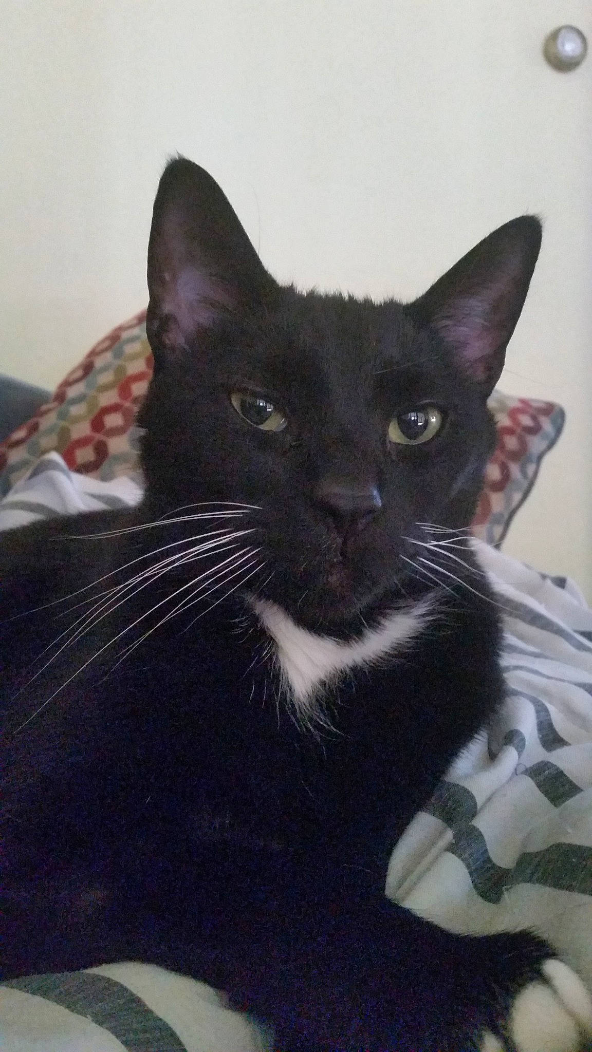 Jackson is registered to the contest to win money with this photo: asian, black, black_cat, bombay, carnivore, cat, domestic_short_haired_cat, felidae, kitten, mammal, oriental_shorthair, small_to_medium_sized_cats, snout, vertebrate, whiskers