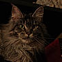 Karma joined the competition — help win amazing prizes! cat, long_hair, green_eyes, feline, pet, animal, whiskers, ears, fur, portrait, indoor, dark_background, books, close_up, mammal, cute, domestic_animal, face, alert, curious