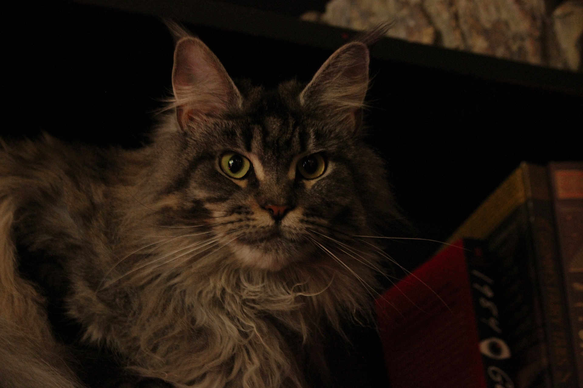 Karma joined the competition — help win amazing prizes! cat, long_hair, green_eyes, feline, pet, animal, whiskers, ears, fur, portrait, indoor, dark_background, books, close_up, mammal, cute, domestic_animal, face, alert, curious